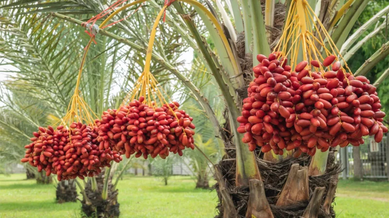 Babylonians-sexes-date-palm-plants-Hammurabi-species