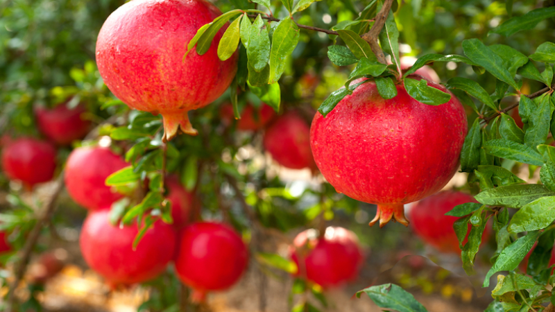 Exotic Fruits-Trees 6