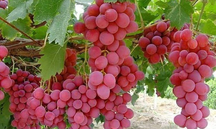 Grapes on Tree