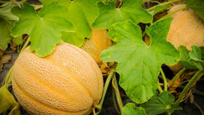 Melon 1