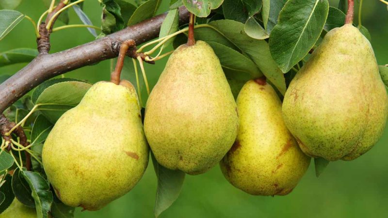 Pears on Tree (1)