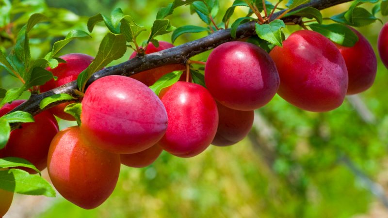 Products- Stone Fruits Category 4