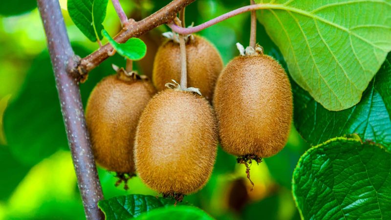 bigstock-Juicy-fruits-of-kiwi-fruit-Ki-233114923-scaled