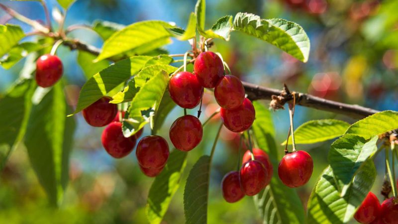 cherries on Tree-2 (1)