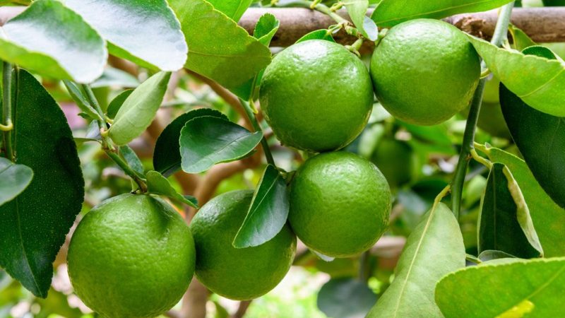 paFXme9nR22NzQuKcCb74E